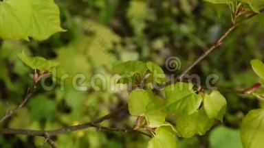 绿色，鲜叶青柠树林登自然背景林在春天.. 静态摄像机。 1080全高清视频